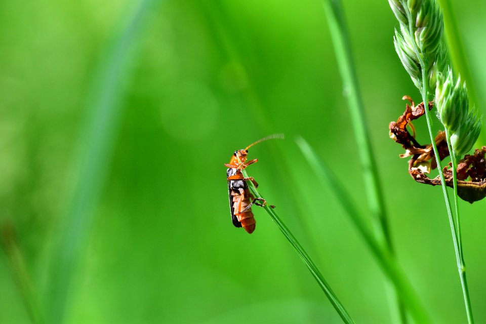 Araignes Insectes Et Fleurs De La Fort De Moulire (Le Gchet De Villiers - La Valle Des Trembles)