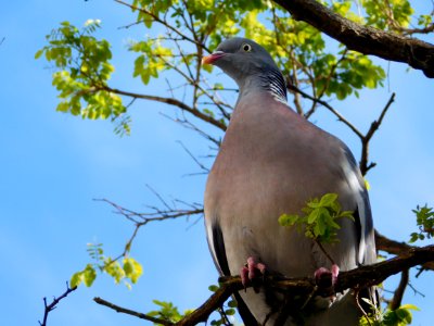 Bird Branch Fauna Beak photo