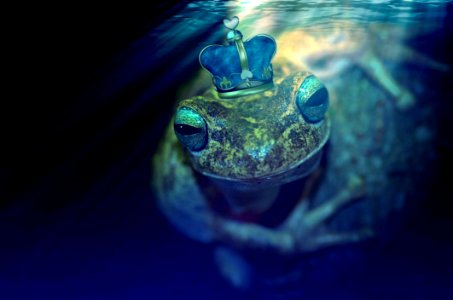 Water Amphibian Frog Marine Biology