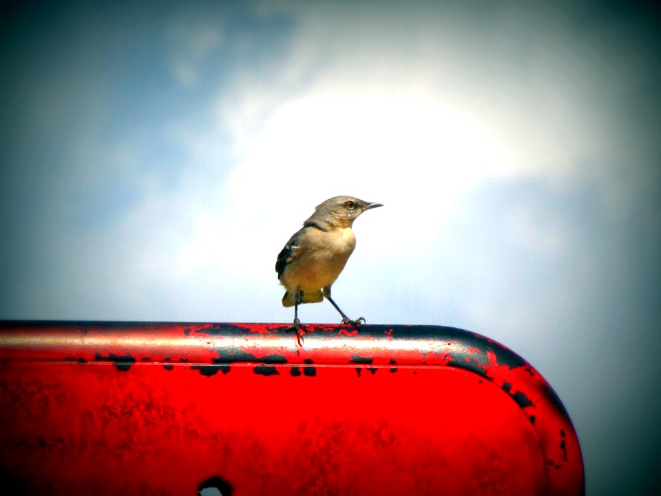 Birds Sky Red Metal