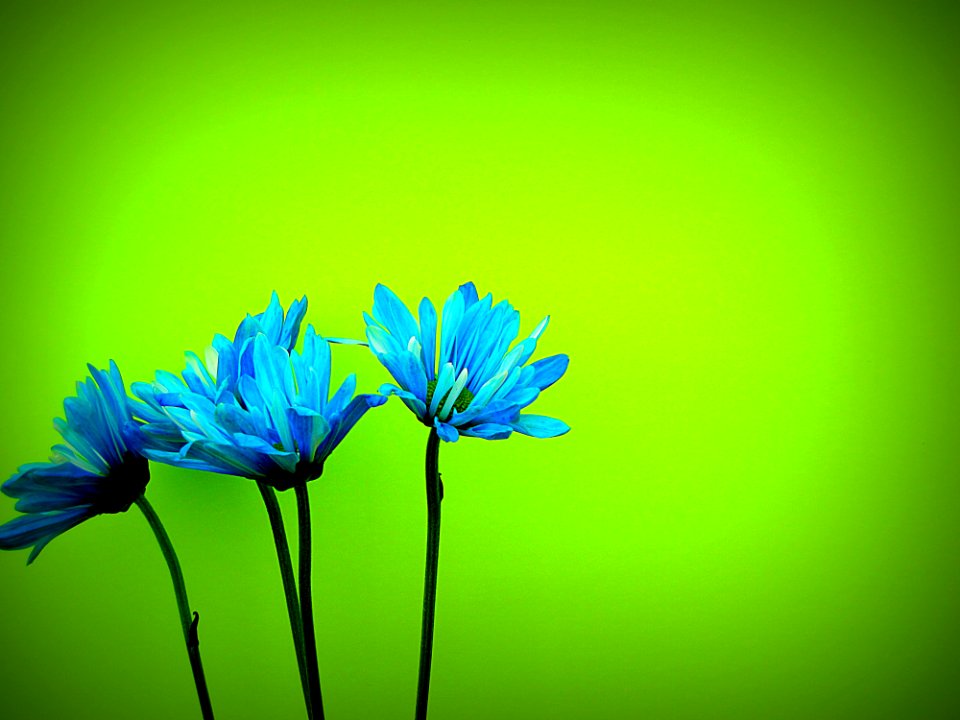 Daisy Flowers Blooms
