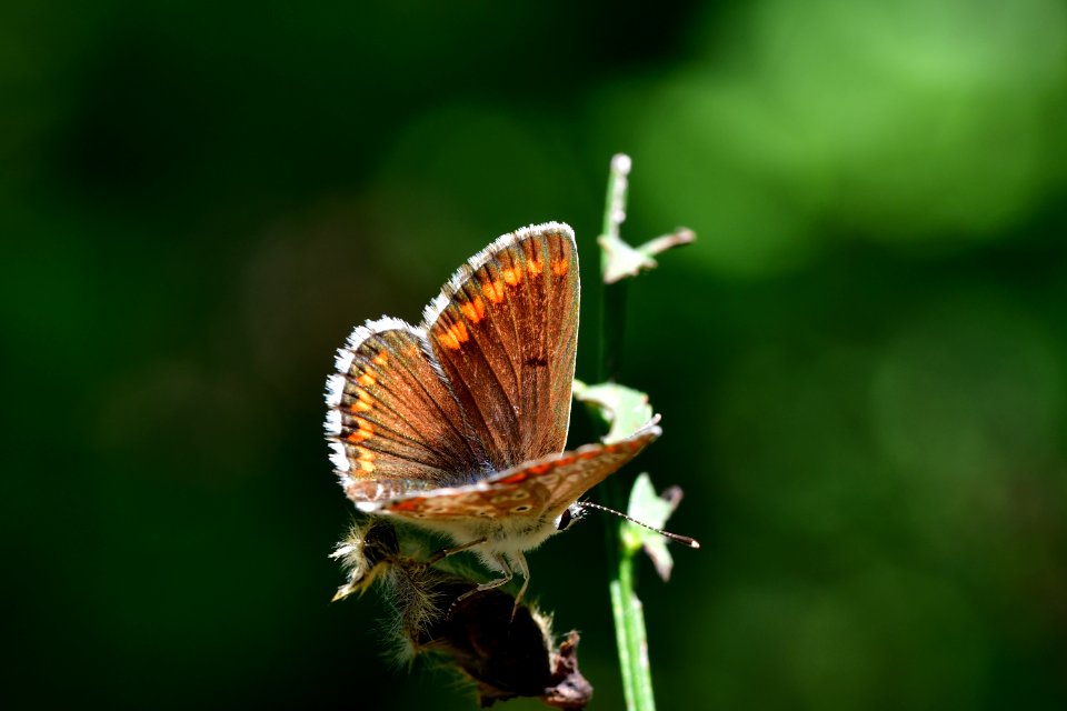 Araignes Insectes Et Fleurs De La Fort De Moulire (Les Agobis)