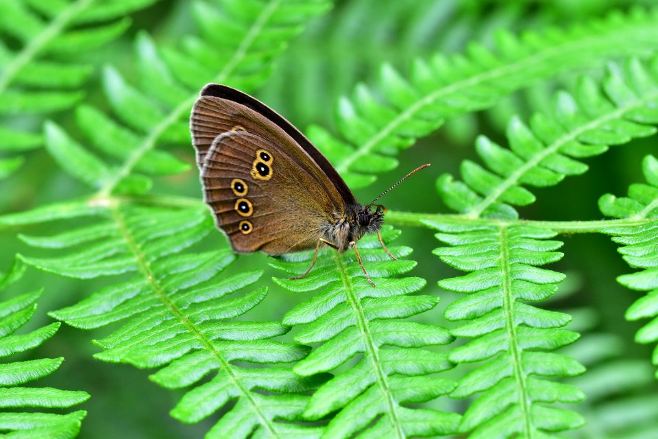 Araignes Insectes Et Fleurs De La Fort De Moulire (Les Agobis)