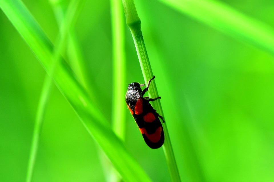 Araignes Insectes Et Fleurs De La Fort De Moulire (Le Gchet De Villiers - La Valle Des Trembles)