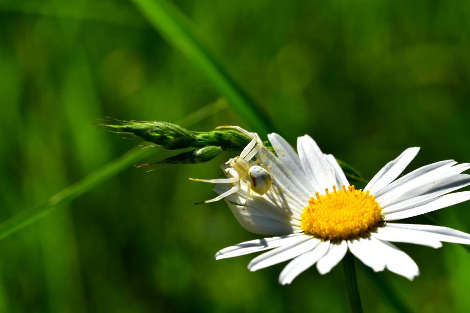 Araignes Insectes Et Fleurs De La Fort De Moulire (Les Closures - La Grosse Bousse - La Fontaine Sale)
