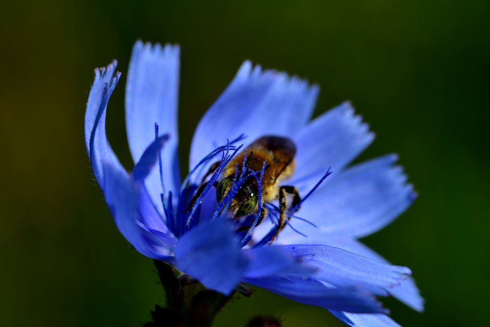 Araignes Insectes Et Fleurs De La Fort De Moulire (Les Chirons Noirs)
