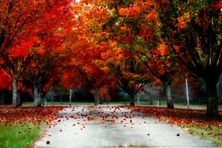Trees Fall Autumn Color Leaves photo