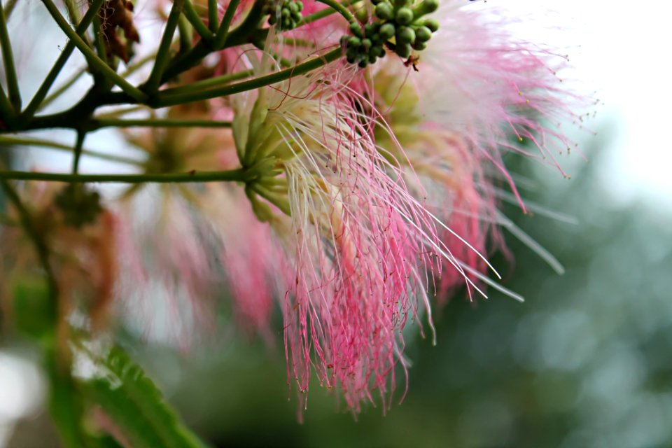 Nature Pink Flowers