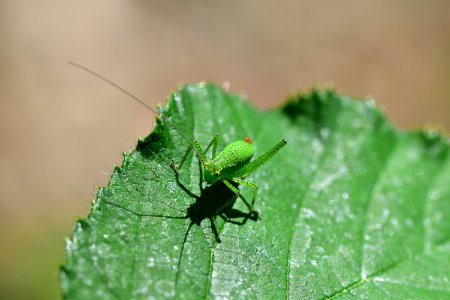Araignes Insectes Et Fleurs De La Fort De Moulire (Le Plan Des Aises - La Fosse Au Loup - Le Puits De La Brousse)