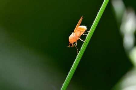 Araignes Insectes Et Fleurs De La Fort De Moulire (Le Gchet De Villiers - La Valle Des Trembles)