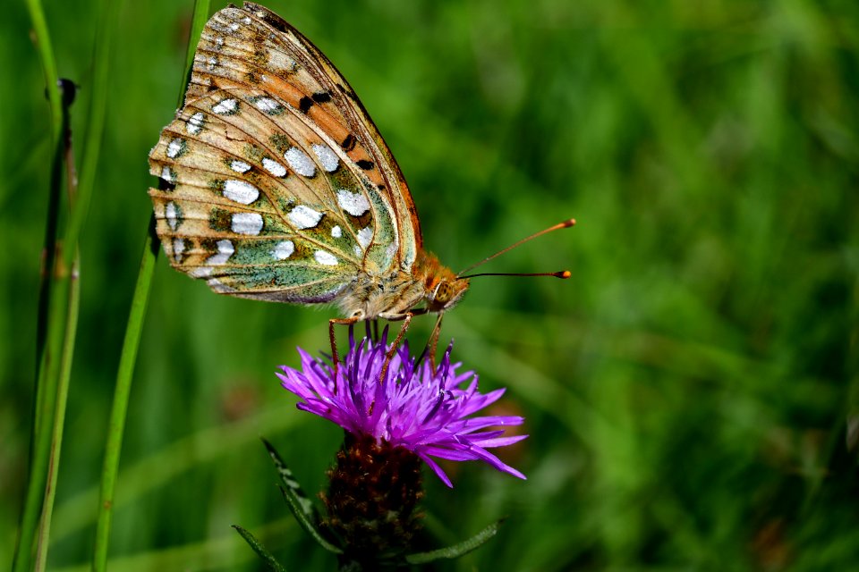 Araignes Insectes Et Fleurs De La Fort De Moulire (Les Closures - Le Marchais Aux Canes)