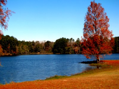 Lake Water Autumn Fall Trees
