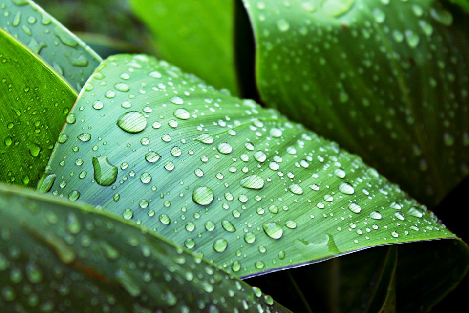 Green Leaves Water Drops