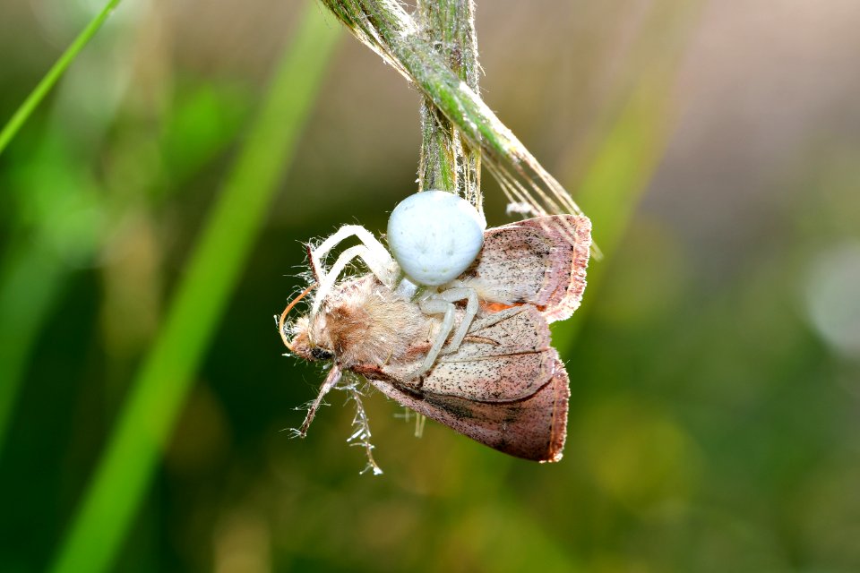 Araignes Insectes Et Fleurs De La Fort De Moulire (Les Closures - Le Marchais Aux Canes)