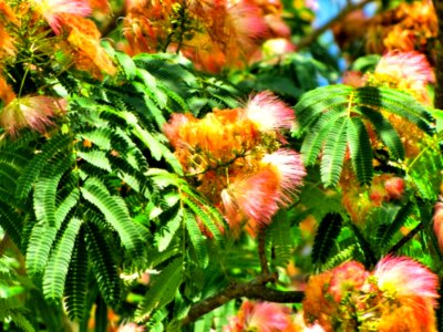 Mimosa Leaves Flowers Green