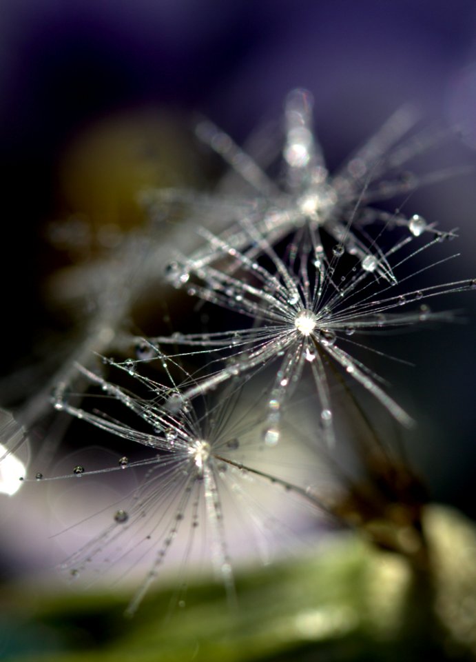 Water Nature Macro Photography Close Up