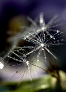 Water Nature Macro Photography Close Up