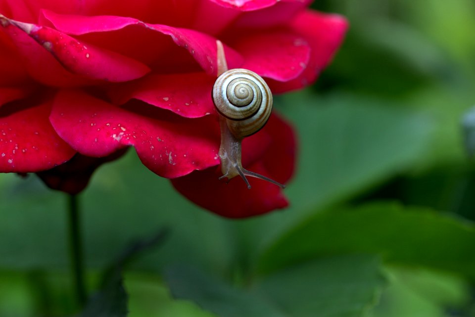 Flower Flora Close Up Dew