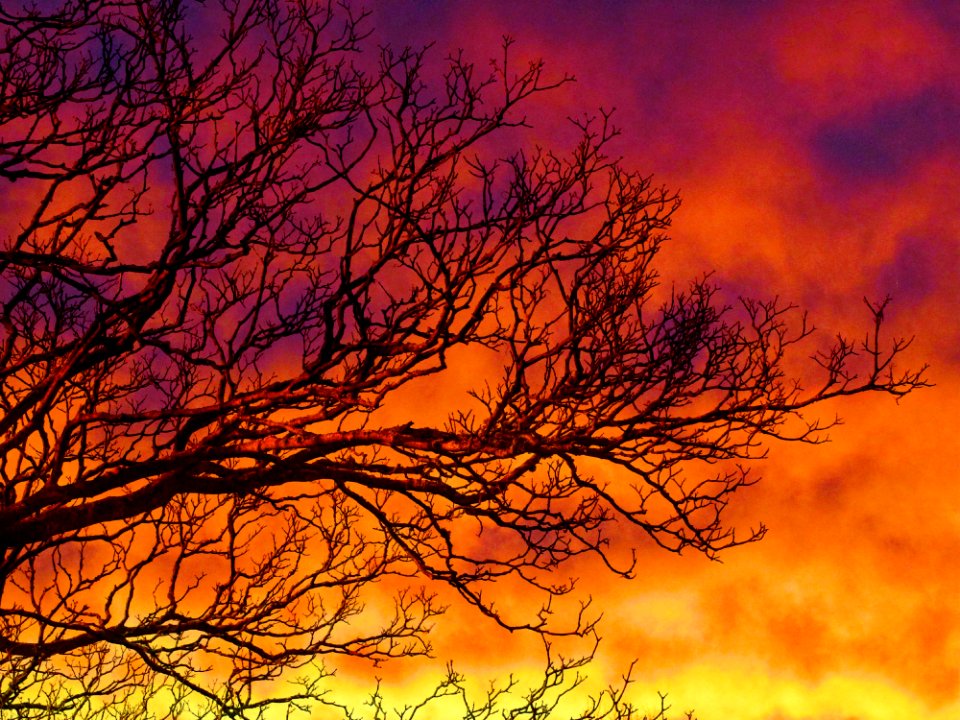 Sunset Trees Clouds