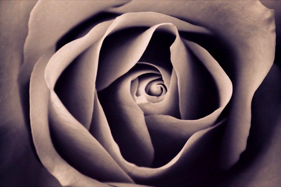 Flower Rose Family Rose Petal
