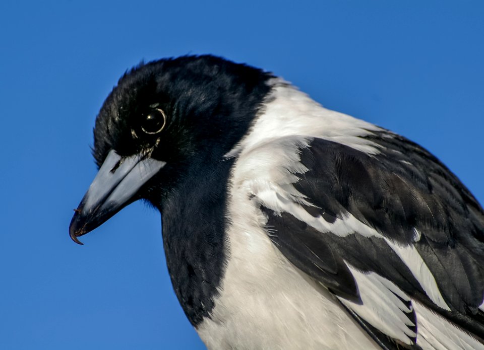 Bird Beak Fauna Close Up