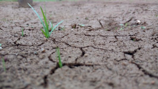 Soil Drought Grass Plant photo