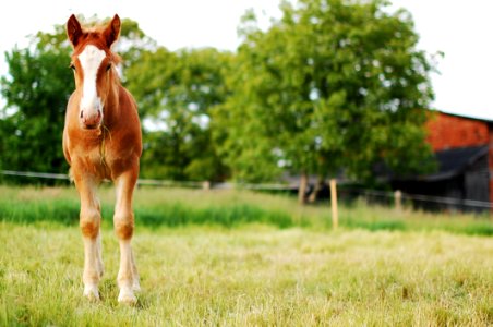 Horse Pasture Grassland Grass