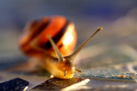 Snails And Slugs Snail Invertebrate Fauna