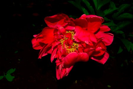 Flower Red Pink Plant