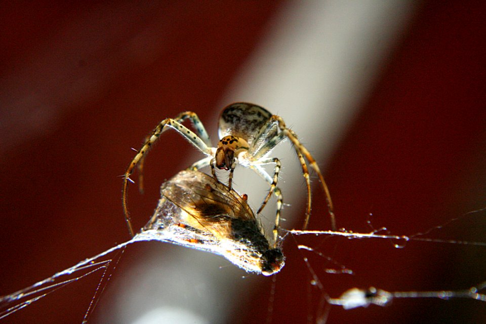 Insect Invertebrate Macro Photography Arachnid