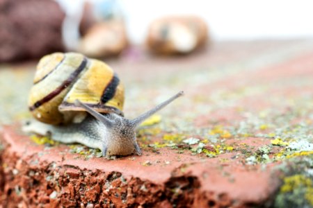 Snails And Slugs Snail Slug Organism photo