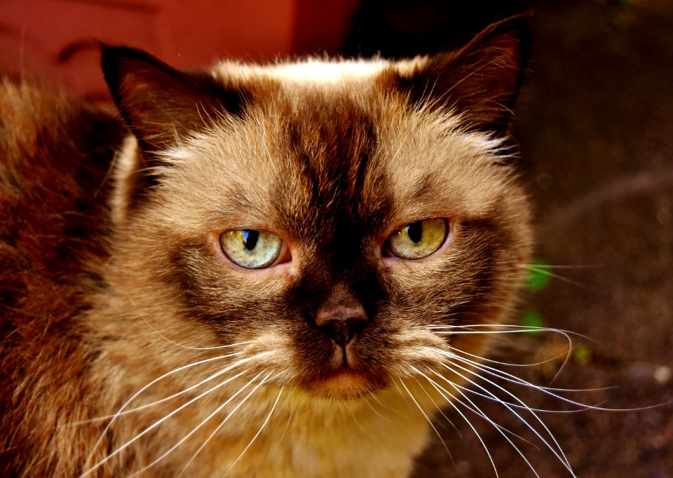 Cat Whiskers Eye Small To Medium Sized Cats