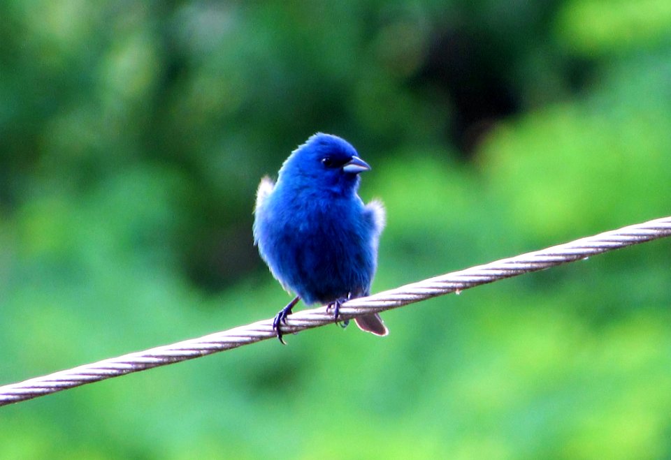 Bird Bluebird Beak Fauna