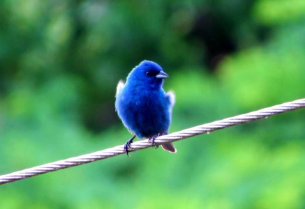 Bird Bluebird Beak Fauna