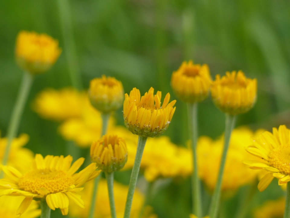 Wild plant anthemis tinctoria cota tinctoria