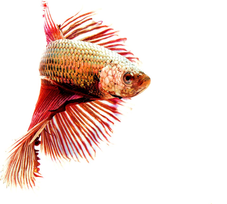 Fish Close Up Organism Tail