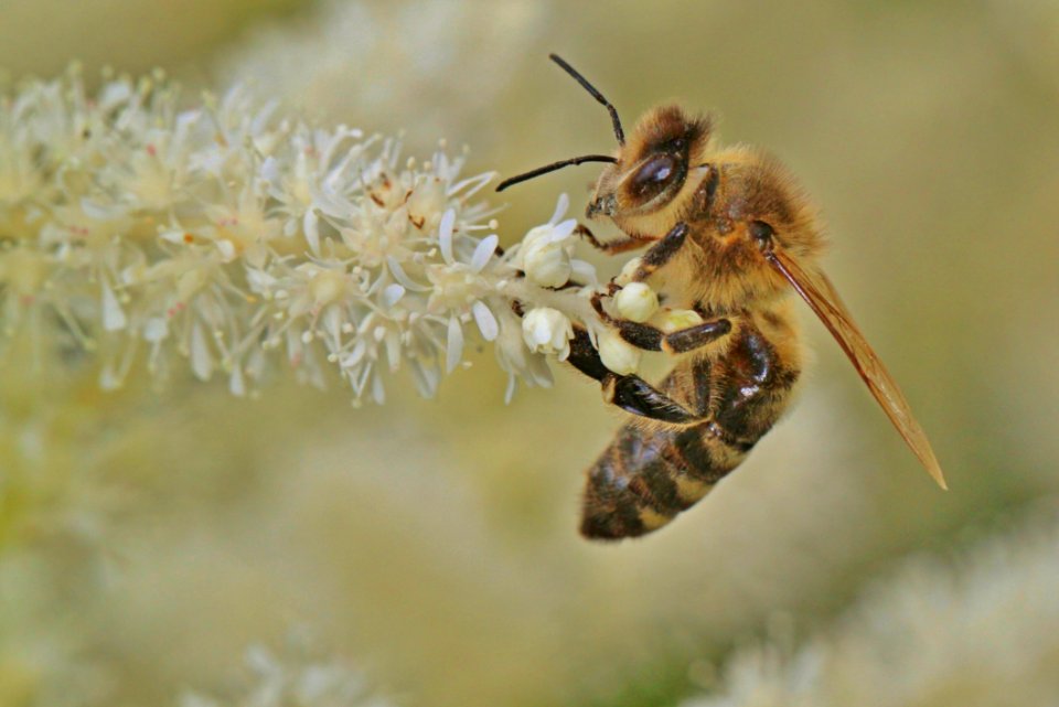 Honey Bee Insect Bee Invertebrate