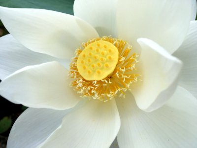 Flower White Yellow Petal