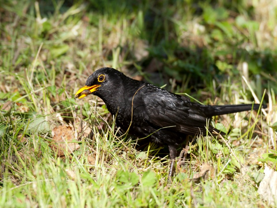 Bird Blackbird Beak Fauna