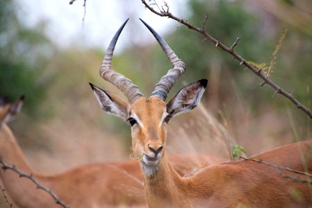 Wildlife Fauna Antelope Terrestrial Animal photo