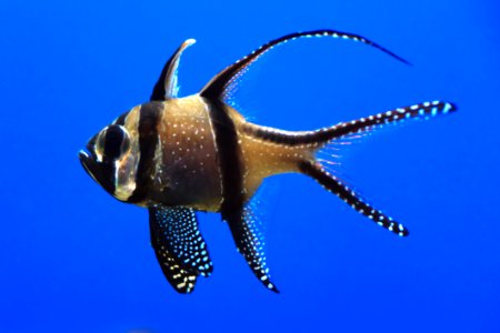 Single Fish In Aquarium photo