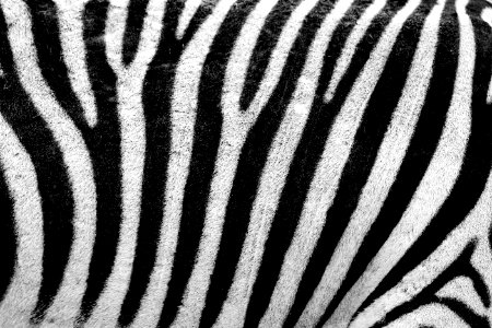 Zebra Texture