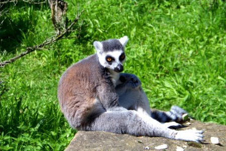 Lemur photo