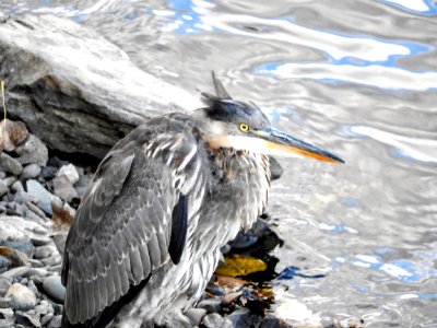 Oiseau (Grand Hron) 134