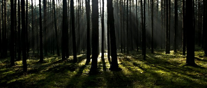 Forest Ecosystem Woodland Spruce Fir Forest