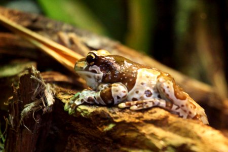 Tropical Toad