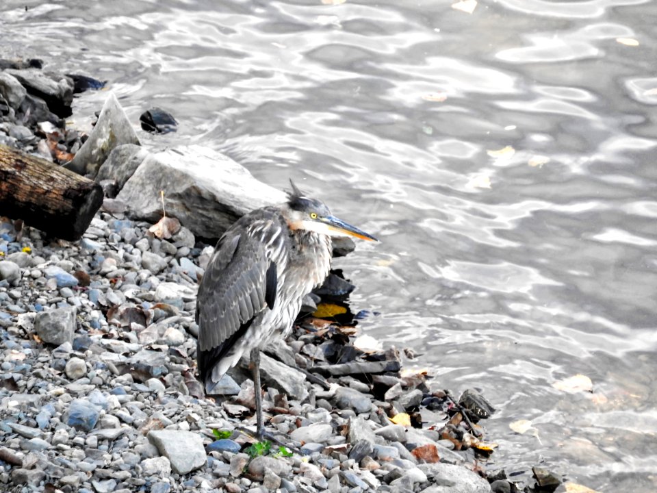 Oiseau (Grand Hron) 131