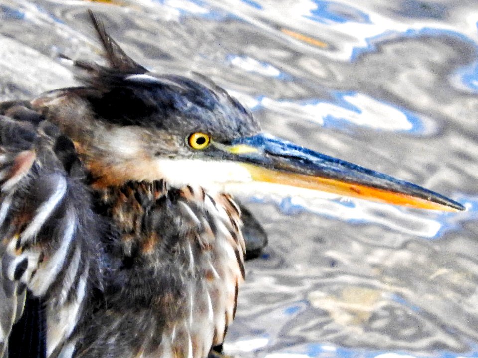 Oiseau (Grand Hron) 137