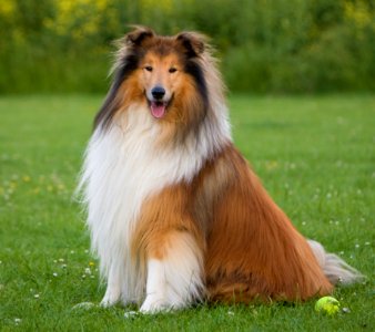 Rough Collie Dog