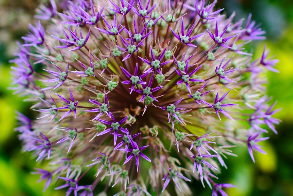 Flower Plant Flora Purple